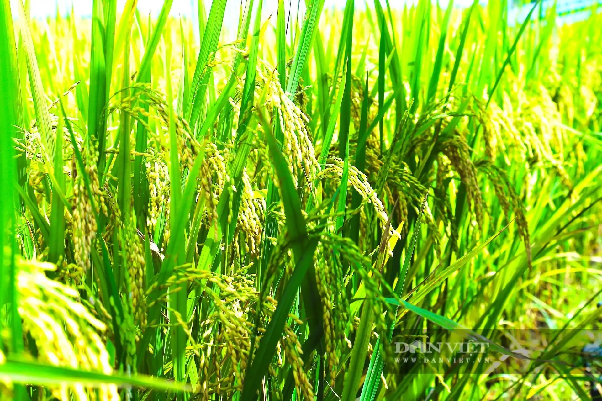 Trồng lúa kiểu mới ở Hà Tĩnh cho kết quả thế nào mà nhiều người đang đến xem?