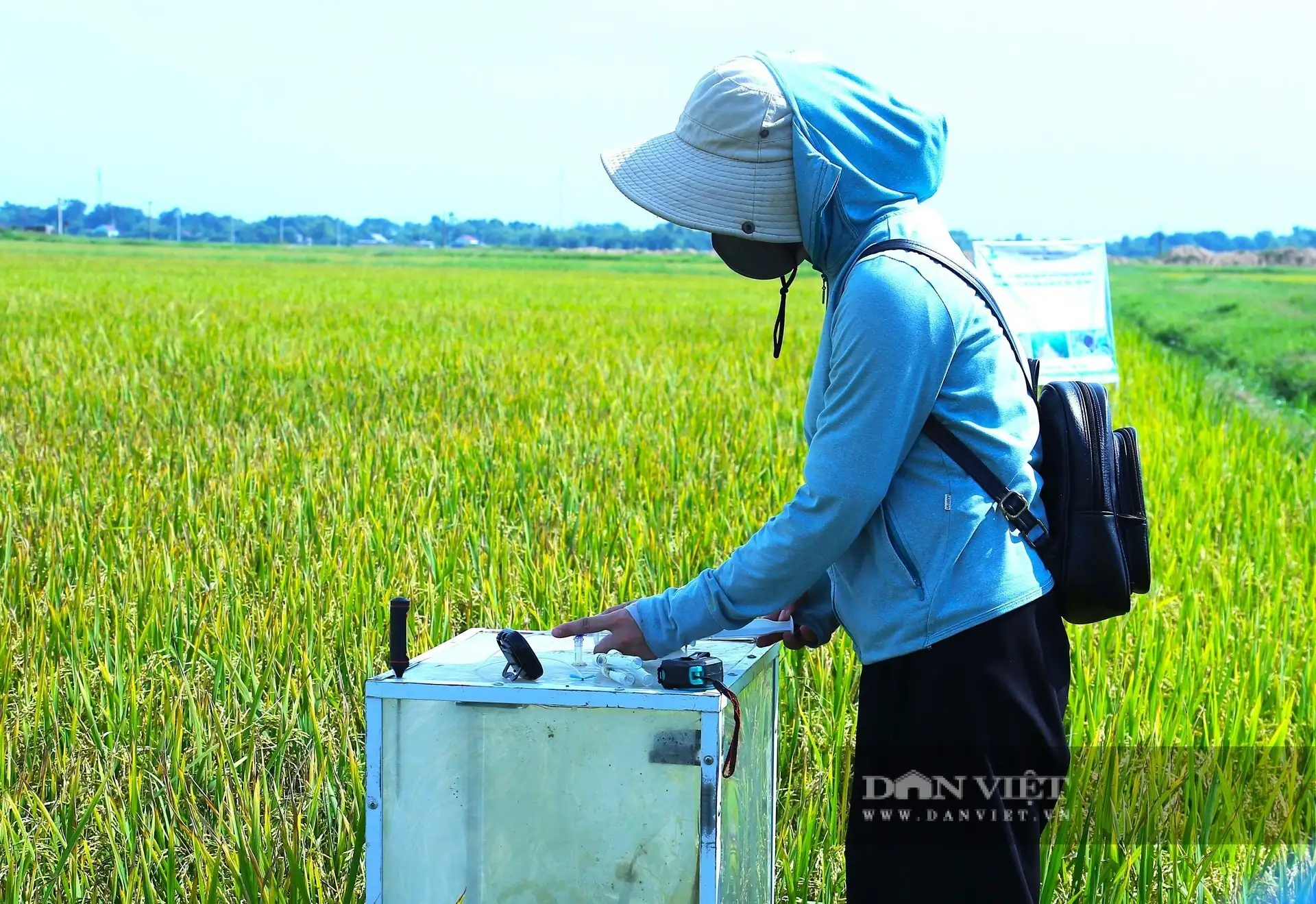 Trồng lúa kiểu mới ở Hà Tĩnh cho kết quả thế nào mà nhiều người đang đến xem?