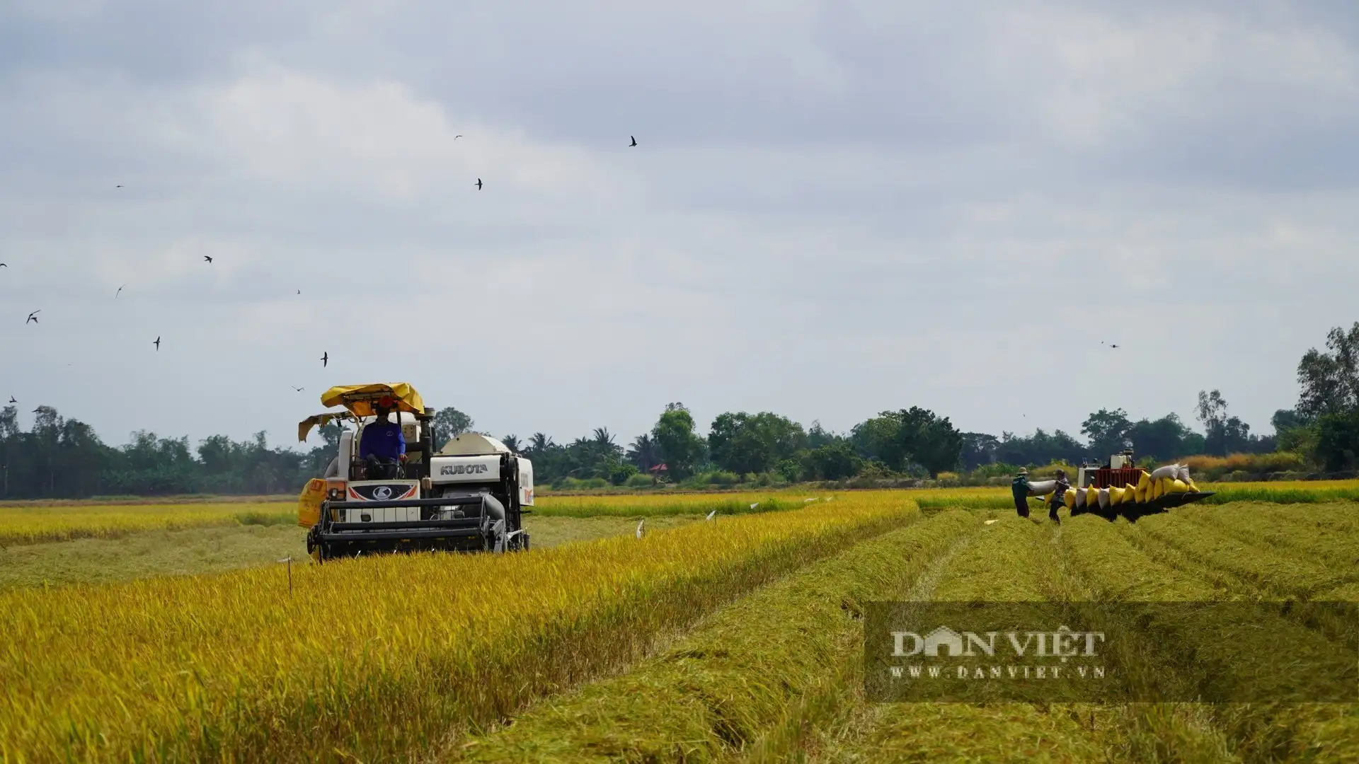 Trồng lúa nhiều nhất Việt Nam, tỉnh An Giang (sau sáp nhập) đang tiến đến một trung tâm nông nghiệp thông minh