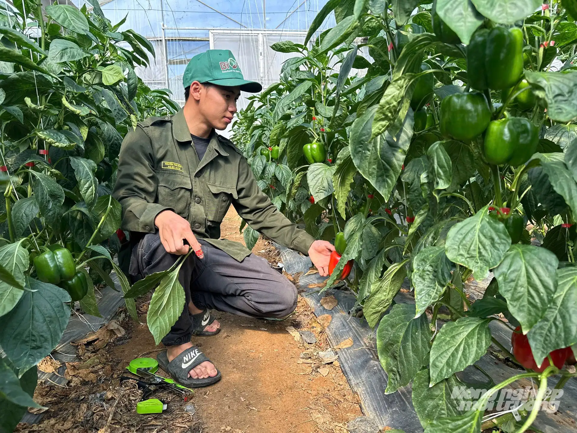 Trồng ớt chuông trong nhà kính, lãi 1 tỷ đồng/ha