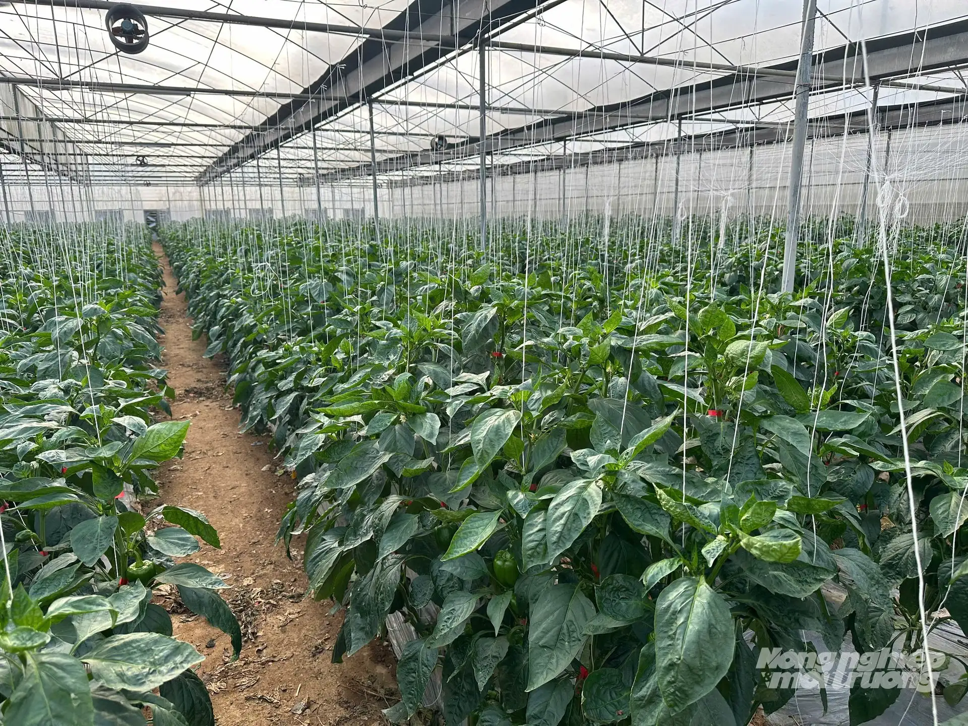 Trồng ớt chuông trong nhà kính, lãi 1 tỷ đồng/ha