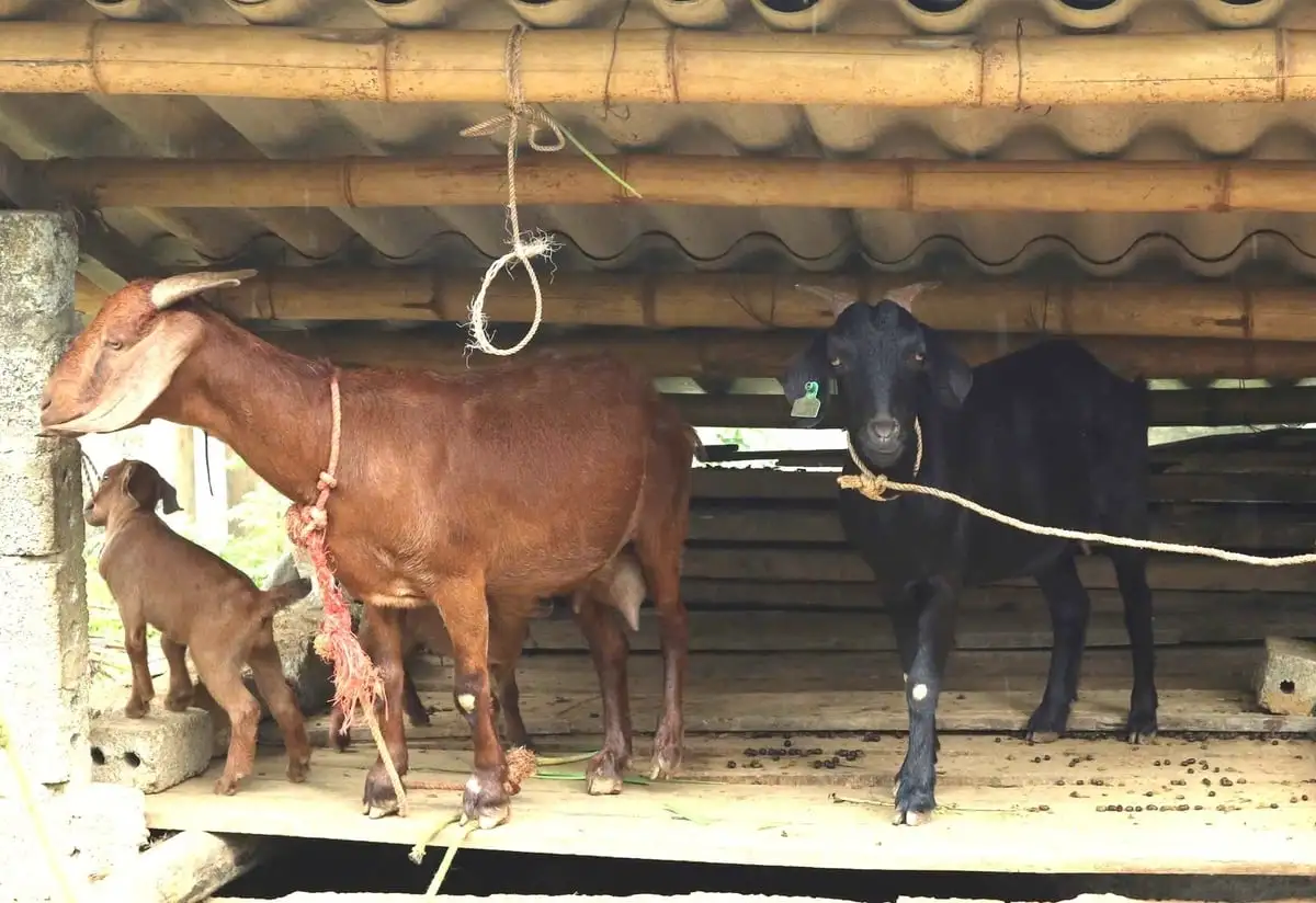 Từ đàn dê nhỏ, gieo hy vọng lớn nơi vùng cao
