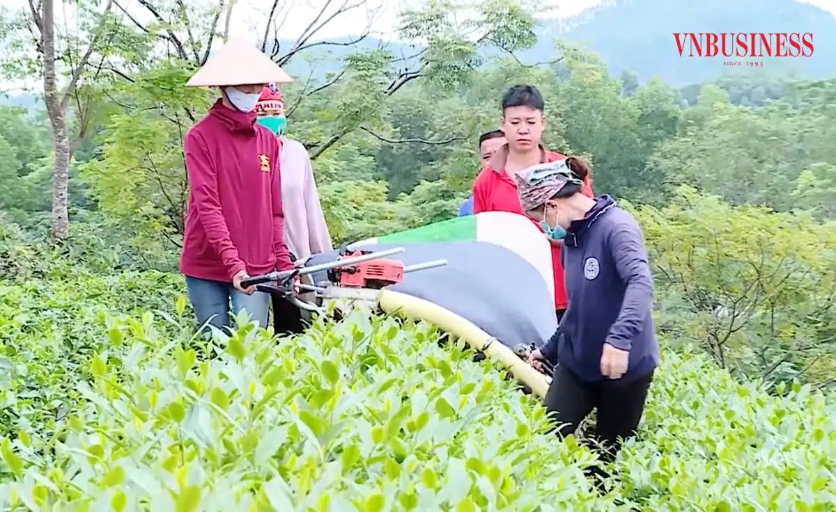 Từ lợn đen, chè xanh đến sinh kế thoát nghèo, làm giàu ở Tuyên Quang