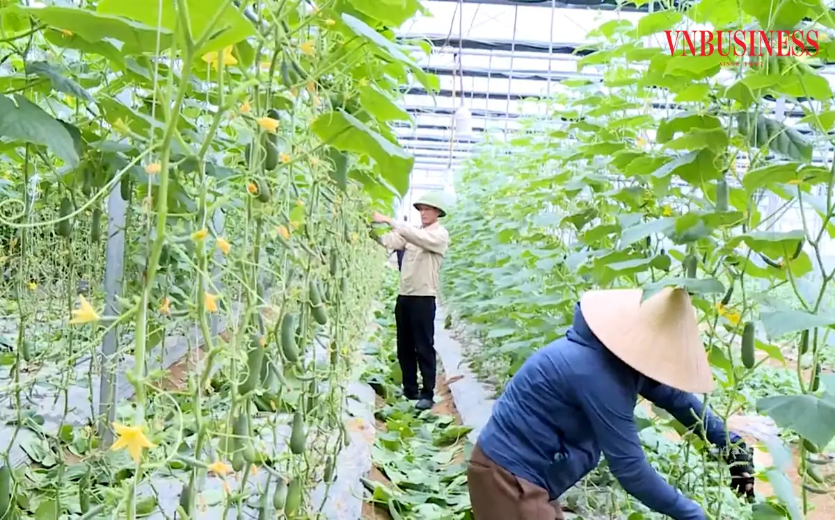 Từ trung tâm nuôi cấy mô đến làng nghề nông nghiệp công nghệ cao trong nông thôn mới Hà Tĩnh