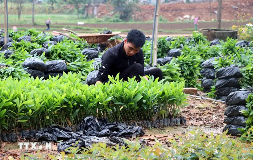 Tuyên Quang vượt chỉ tiêu trồng rừng, phát huy lợi thế kinh tế lâm nghiệp