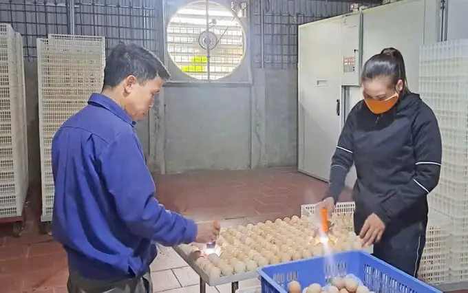 Tỷ phú Thái Nguyên là một ông chủ có 13 lò ấp trứng, bán 200.000 con gà giống/năm, nhận Huân chương Lao động