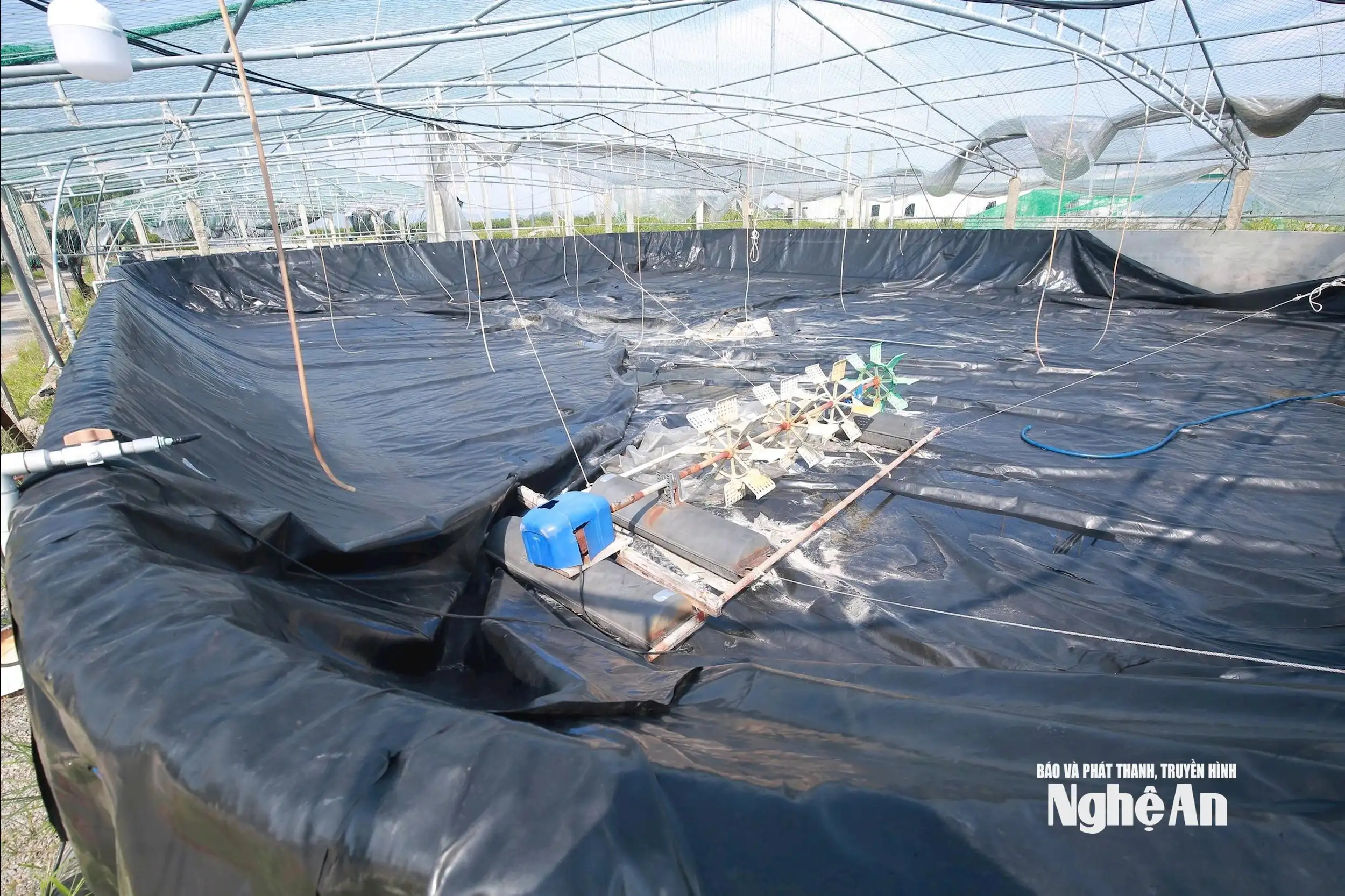 Nông dân Nghệ An khôi phục sản xuất sau bão, hướng tới thị trường cuối năm