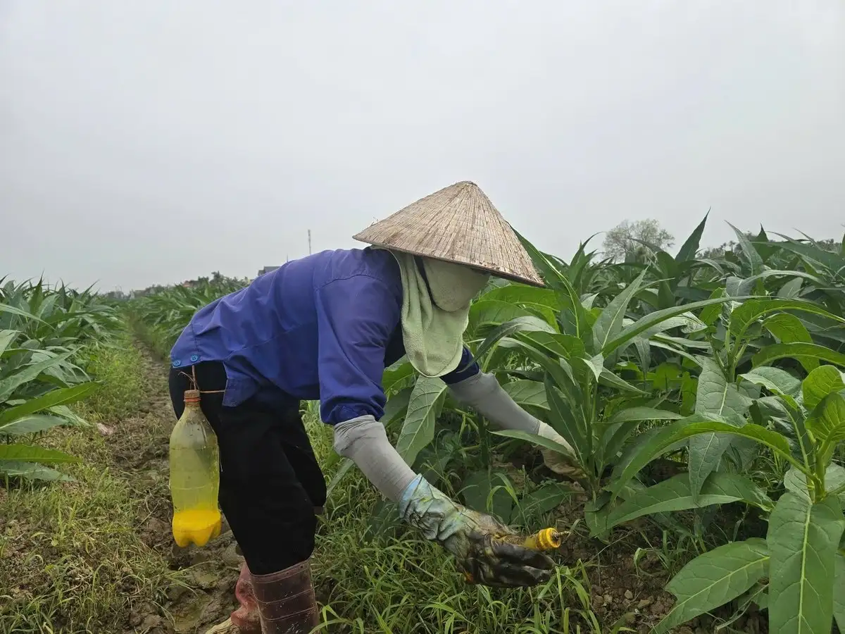 ‘Vàng xanh’ trên đất Kiến Thiết