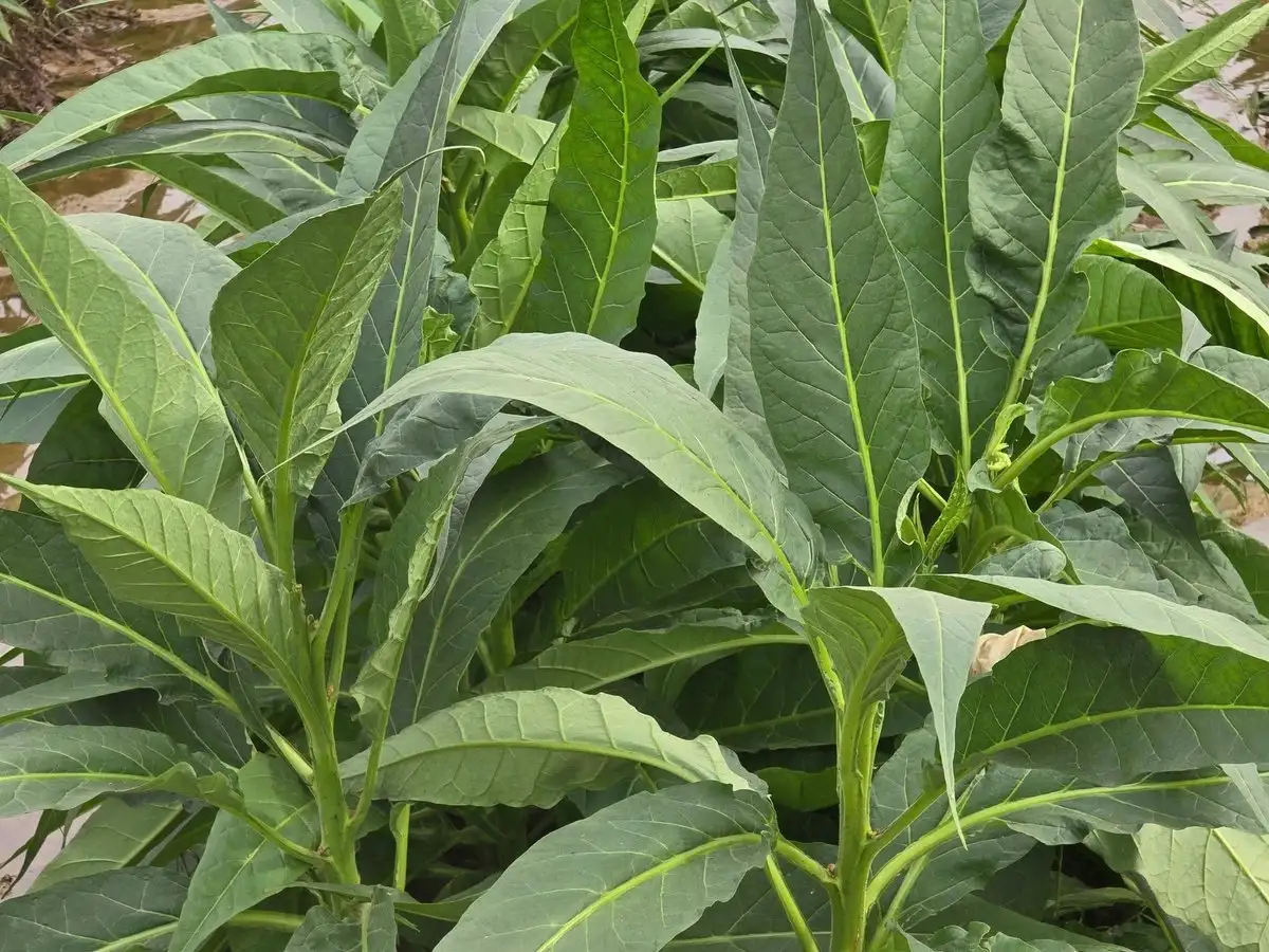 ‘Vàng xanh’ trên đất Kiến Thiết