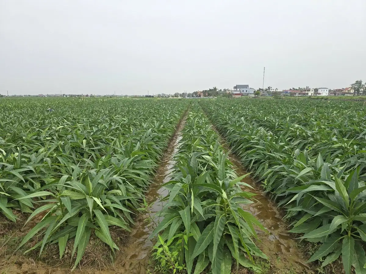 ‘Vàng xanh’ trên đất Kiến Thiết