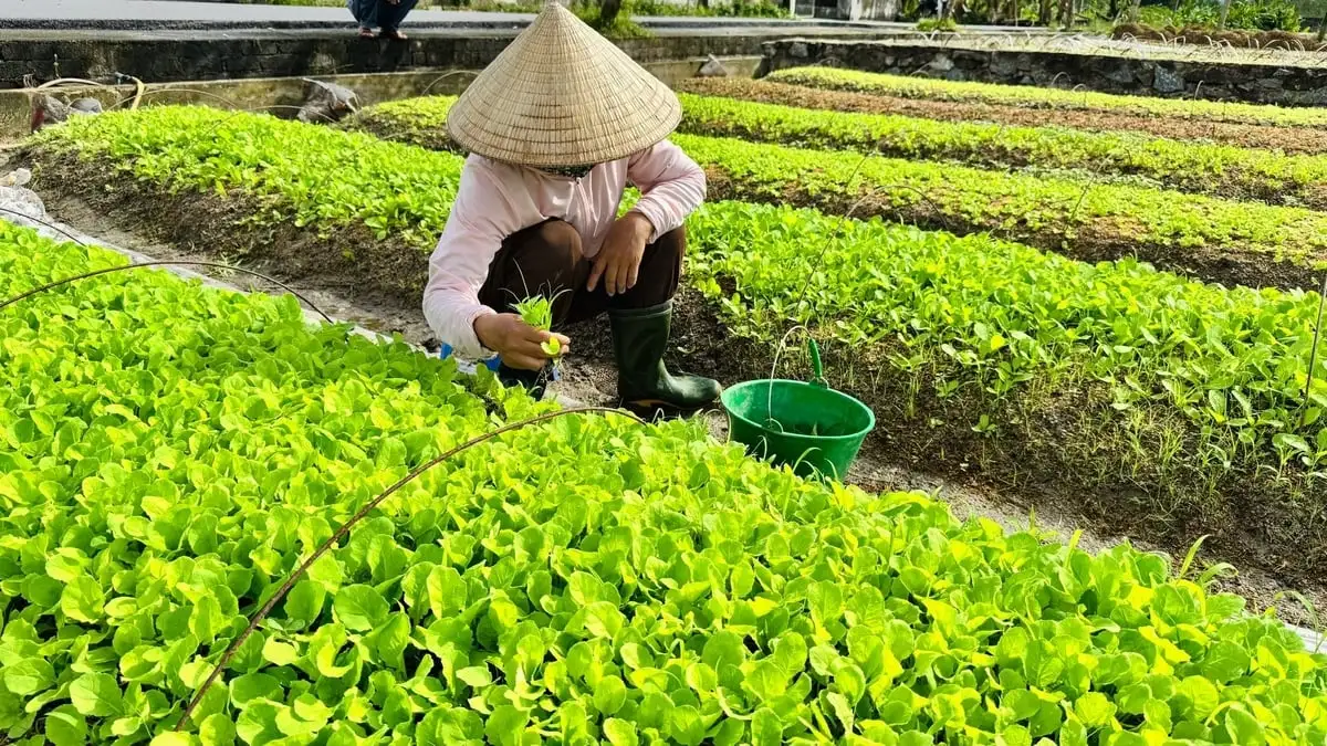 Vựa rau giống tất bật khôi phục sản xuất sau mưa bão