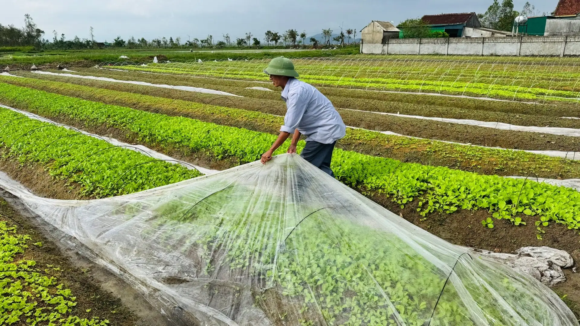 Vựa rau giống tất bật khôi phục sản xuất sau mưa bão