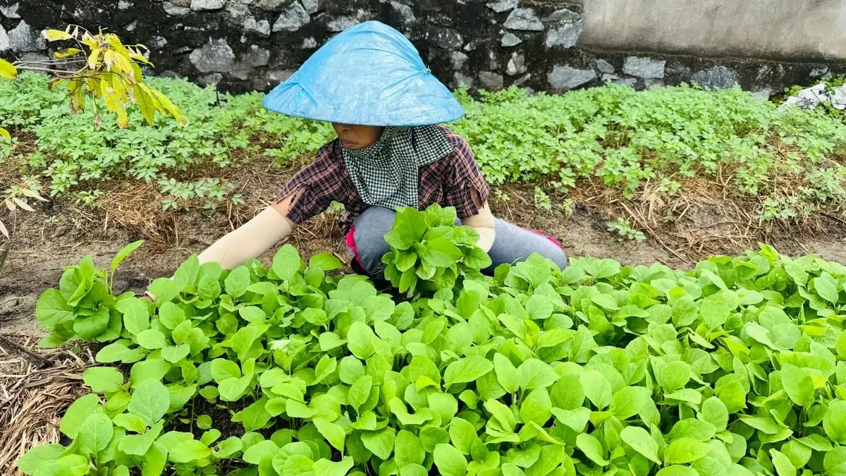 Vựa rau giống tất bật khôi phục sản xuất sau mưa bão