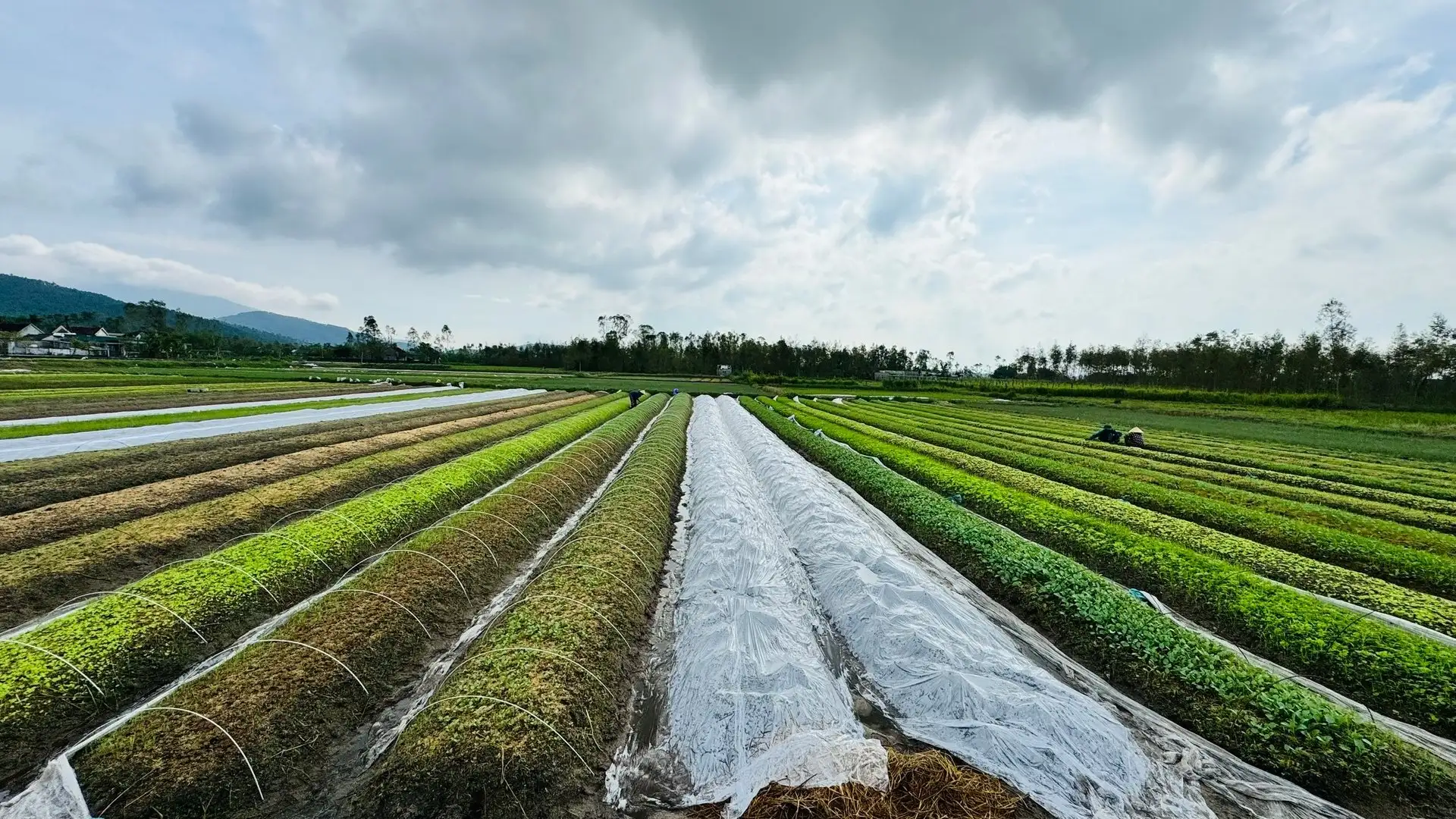 Vựa rau giống tất bật khôi phục sản xuất sau mưa bão