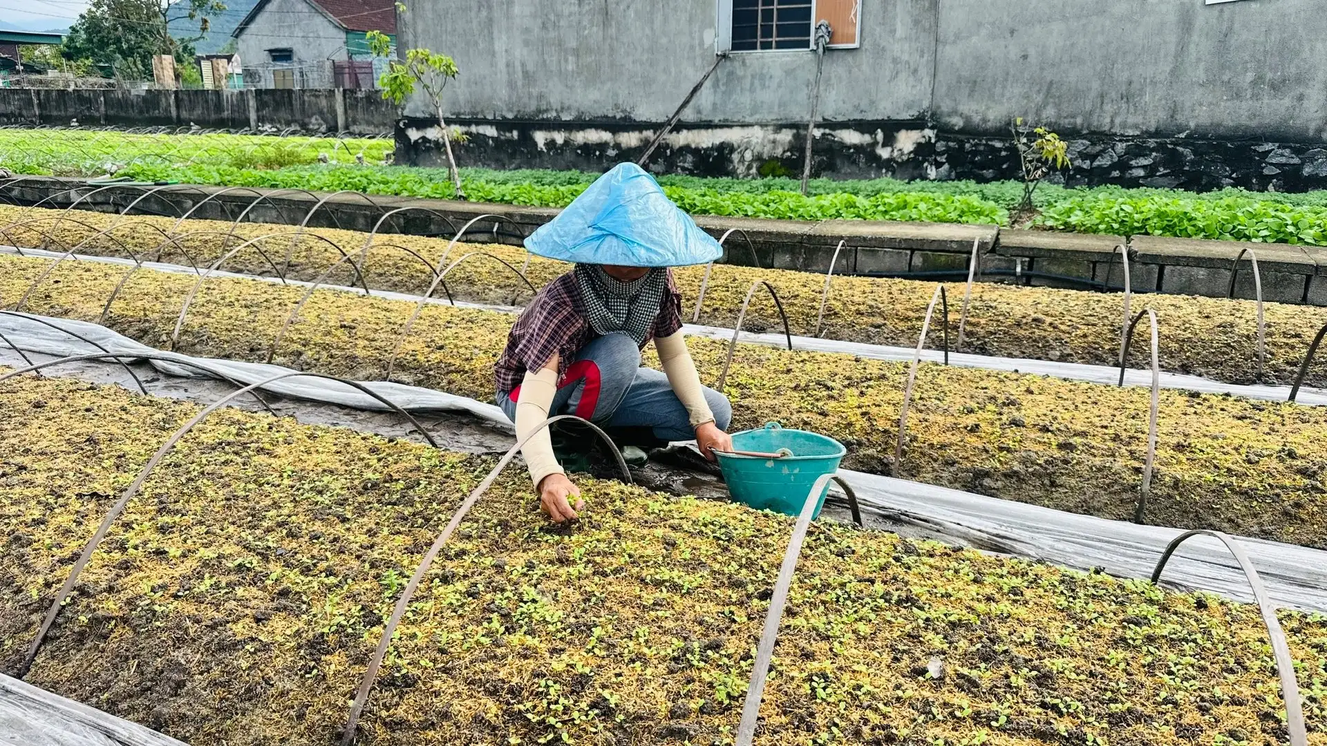 Vựa rau giống tất bật khôi phục sản xuất sau mưa bão