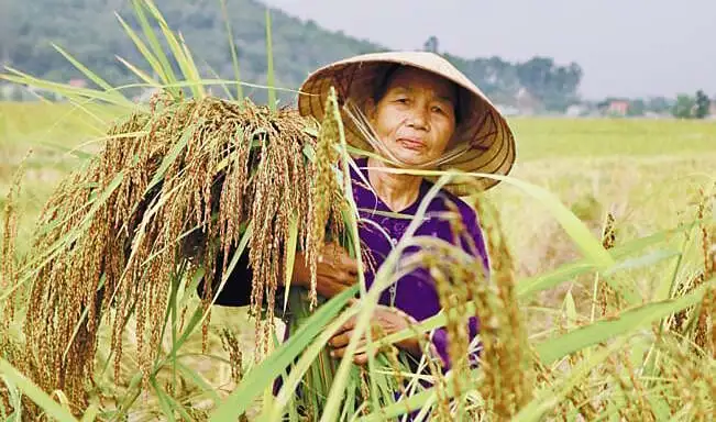 Vững bước thoát nghèo nhờ &#8216;cần câu&#8217; từ kinh tế tập thể