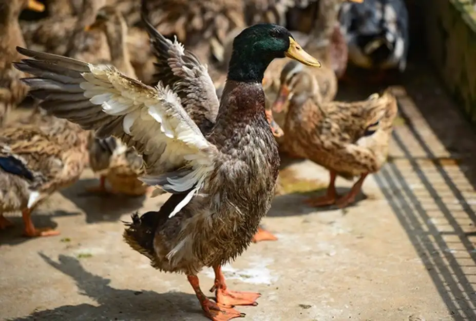 Vững bước thoát nghèo nhờ ‘cần câu’ từ kinh tế tập thể