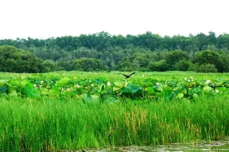 Vùng Đồng Tháp Mười ở Long An, nay là tỉnh Tây Ninh, bảo tồn động vật hoang dã, cá lóc bông to bự, cá tra &#8220;khổng lồ&#8221;