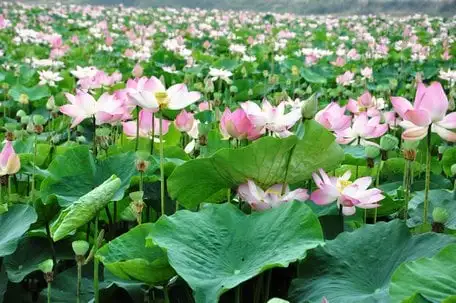 Vùng Đồng Tháp Mười ở Long An, nay là tỉnh Tây Ninh, bảo tồn động vật hoang dã, cá lóc bông to bự, cá tra &#8220;khổng lồ&#8221;