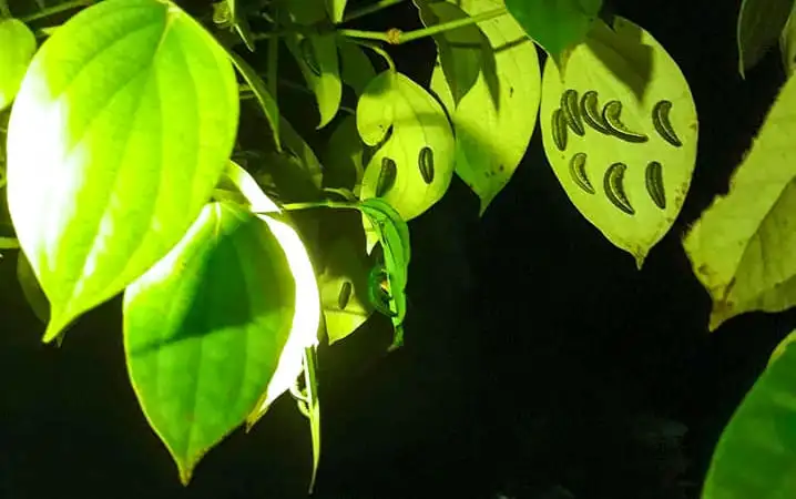 Vùng Đồng Tháp Mười ở Long An, nay là tỉnh Tây Ninh, bảo tồn động vật hoang dã, cá lóc bông to bự, cá tra &#8220;khổng lồ&#8221;