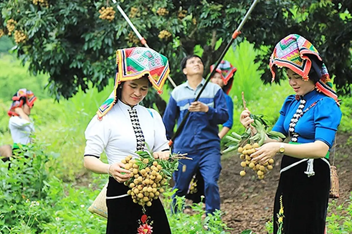 Vùng nguyên liệu cây ăn quả vươn lên từ triền đất dốc