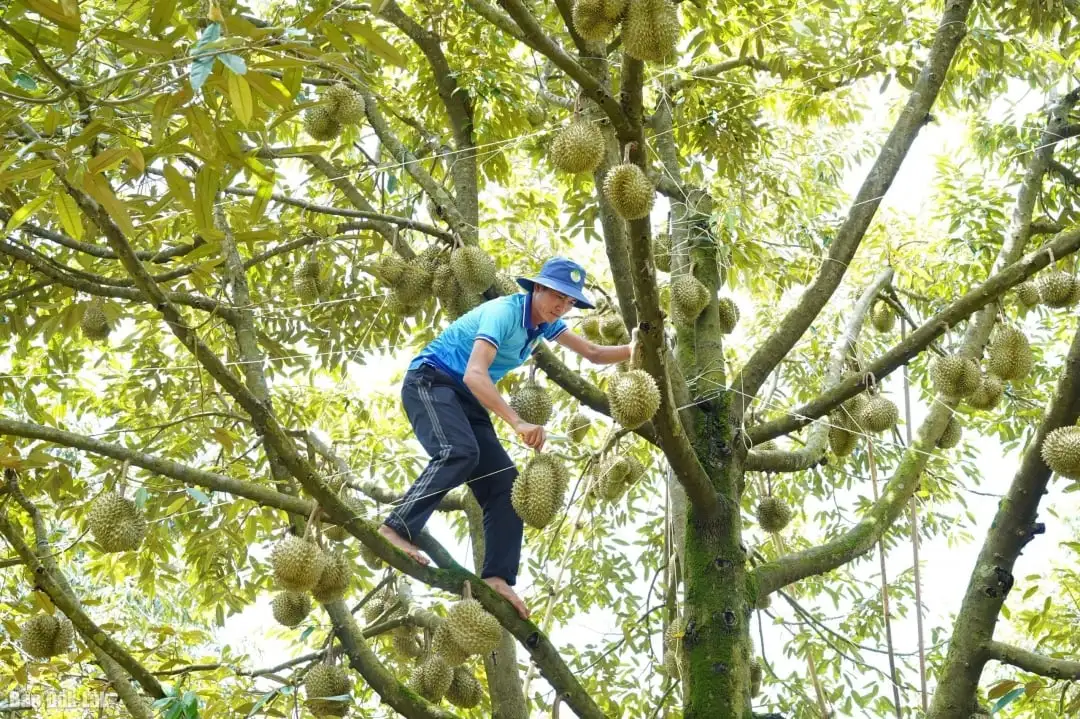 Xã mới này ở Đắk Lắk là xã giàu có nhờ trồng “cây tỷ đô”, ra ngõ đụng tỷ phú, cả làng thơm mùi trái cây chín