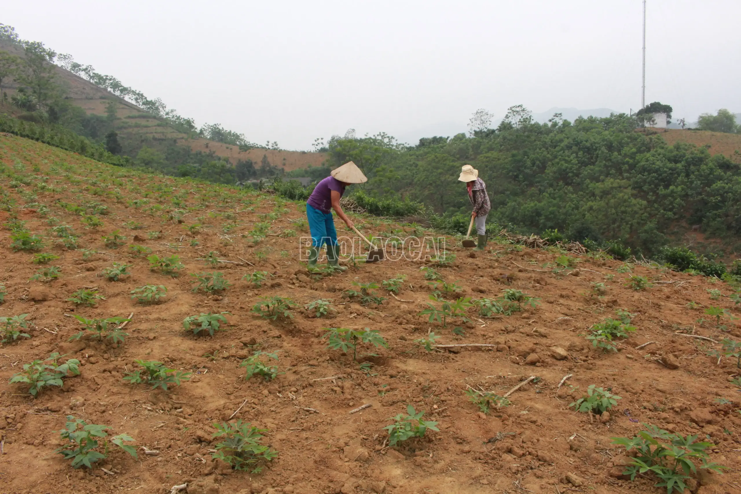 Xanh hoá sản xuất, nâng tầm thương hiệu Lào Cai