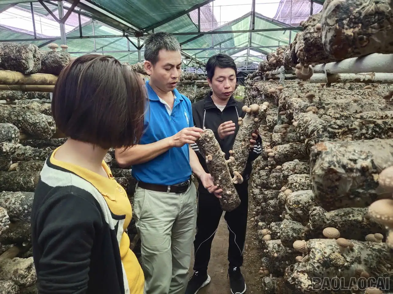 Xanh hoá sản xuất, nâng tầm thương hiệu Lào Cai