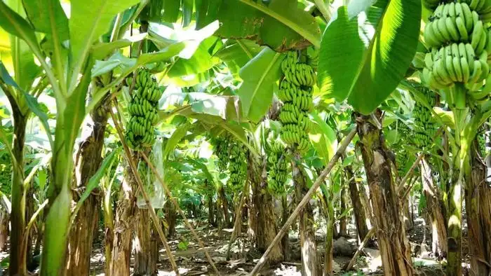 Xây dựng mã số vùng trồng: Vé thông hành cho nông sản xuất khẩu