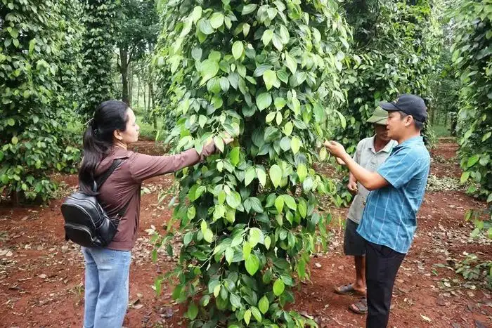 Xây dựng mã số vùng trồng: Vé thông hành cho nông sản xuất khẩu