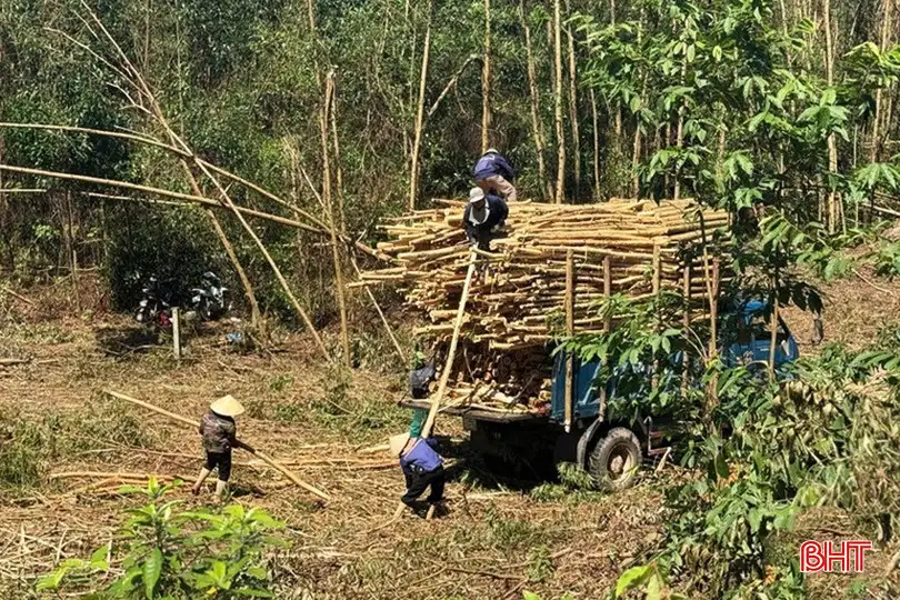 Xây dựng sinh kế bền vững từ phát triển rừng