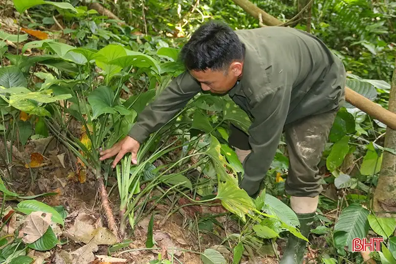Xây dựng sinh kế bền vững từ phát triển rừng
