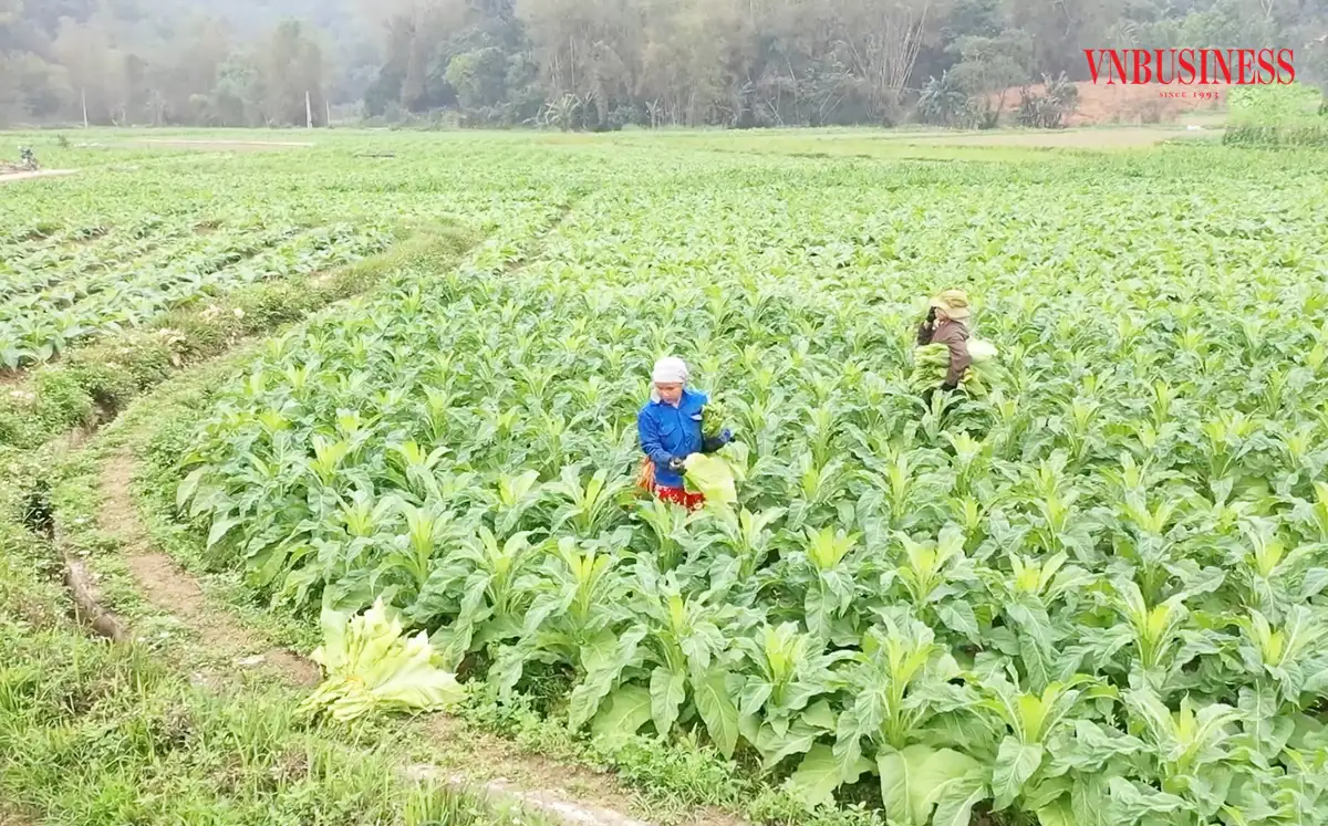 &#8216;Ánh sáng hy vọng&#8217; trong xóa đói giảm nghèo ở Cao Bằng