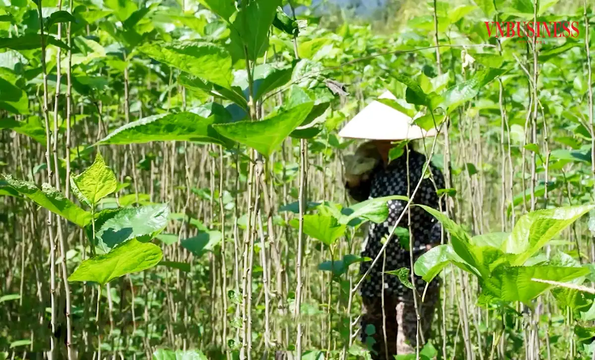 ‘Ánh sáng hy vọng’ trong xóa đói giảm nghèo ở Cao Bằng
