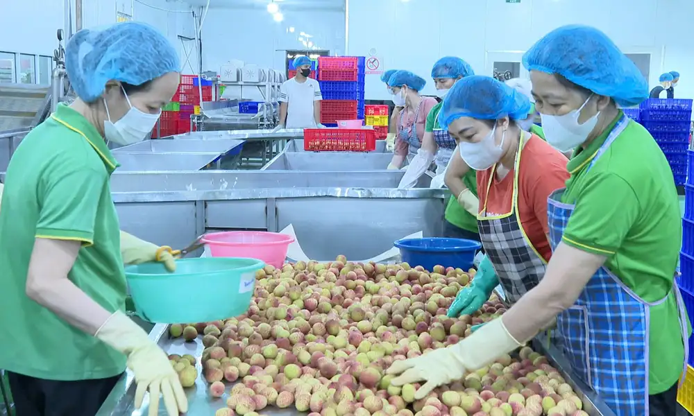 Bắc Ninh: Quan tâm phát triển sản phẩm nông nghiệp hữu cơ, sinh thái