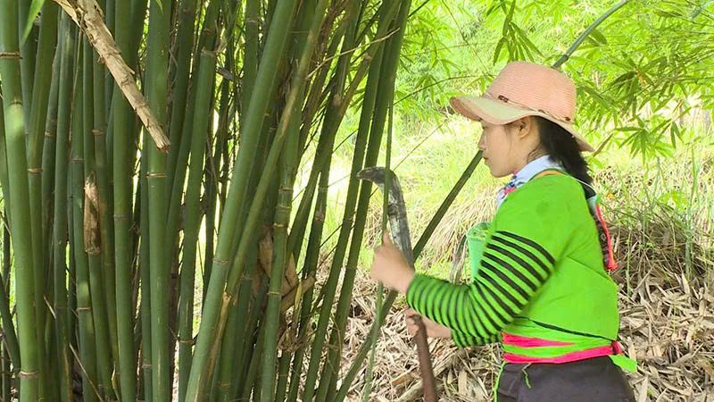 “Bài toán” giảm nghèo vùng đồng bào Mông