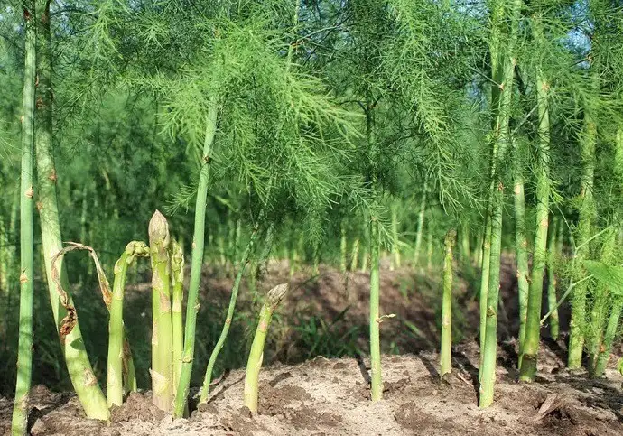 Bảo hộ thương hiệu măng tây xanh Tuấn Tú sản phẩm OCOP 3 sao