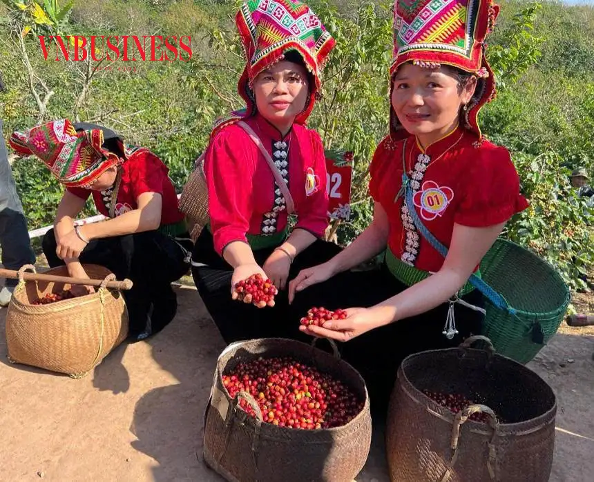 Cà phê Arabica tạo nguồn sinh kế thoát nghèo ở bản làng Sơn La