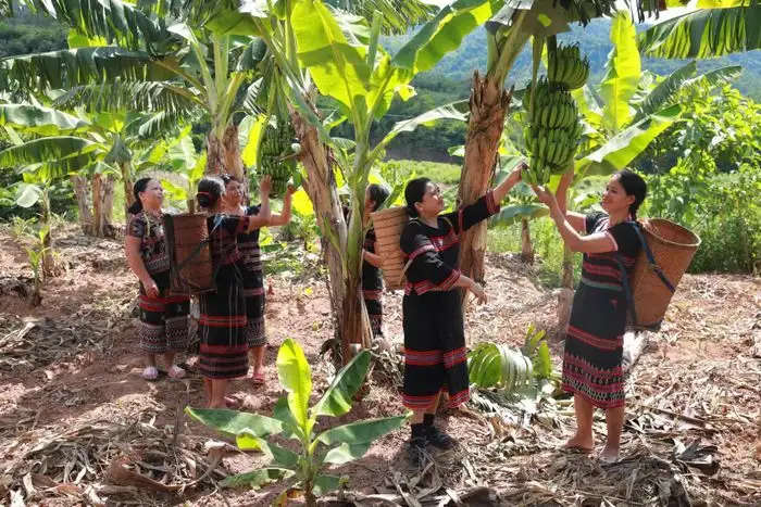 Cây ‘xóa nghèo’ của người Pa Kô