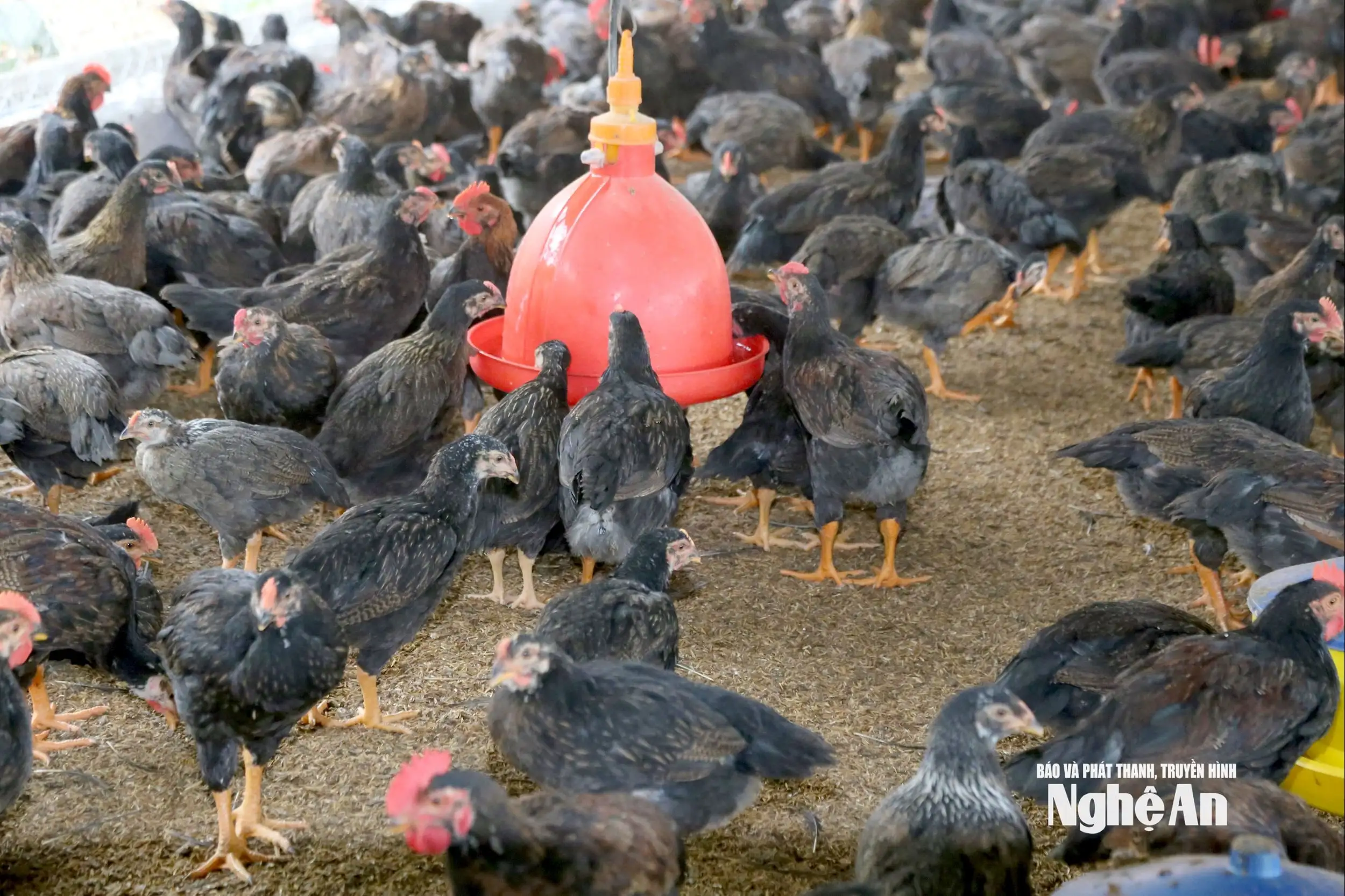 Chăn nuôi gà bằng đệm lót sinh học, mô hình kinh tế tuần hoàn trong xây dựng nông thôn mới ở xã Bình Minh