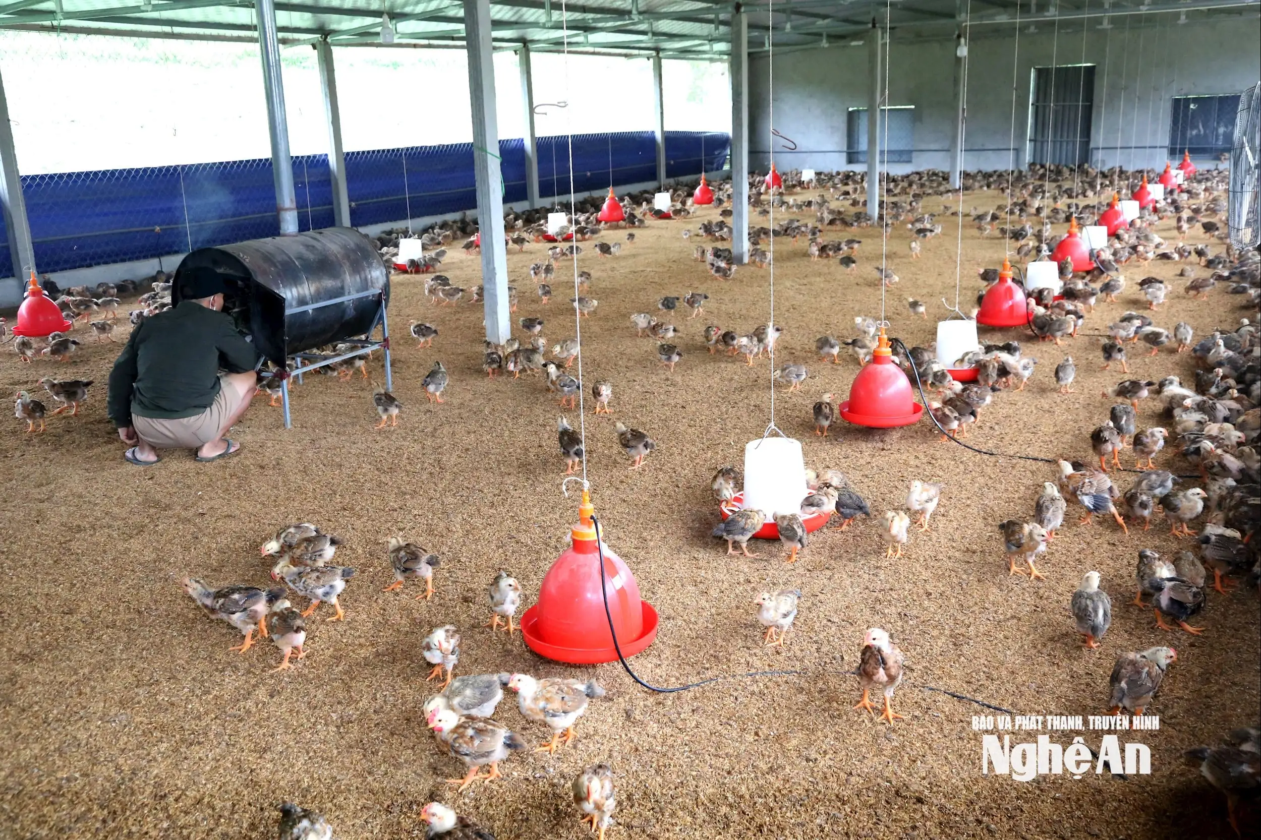 Chăn nuôi gà bằng đệm lót sinh học, mô hình kinh tế tuần hoàn trong xây dựng nông thôn mới ở xã Bình Minh