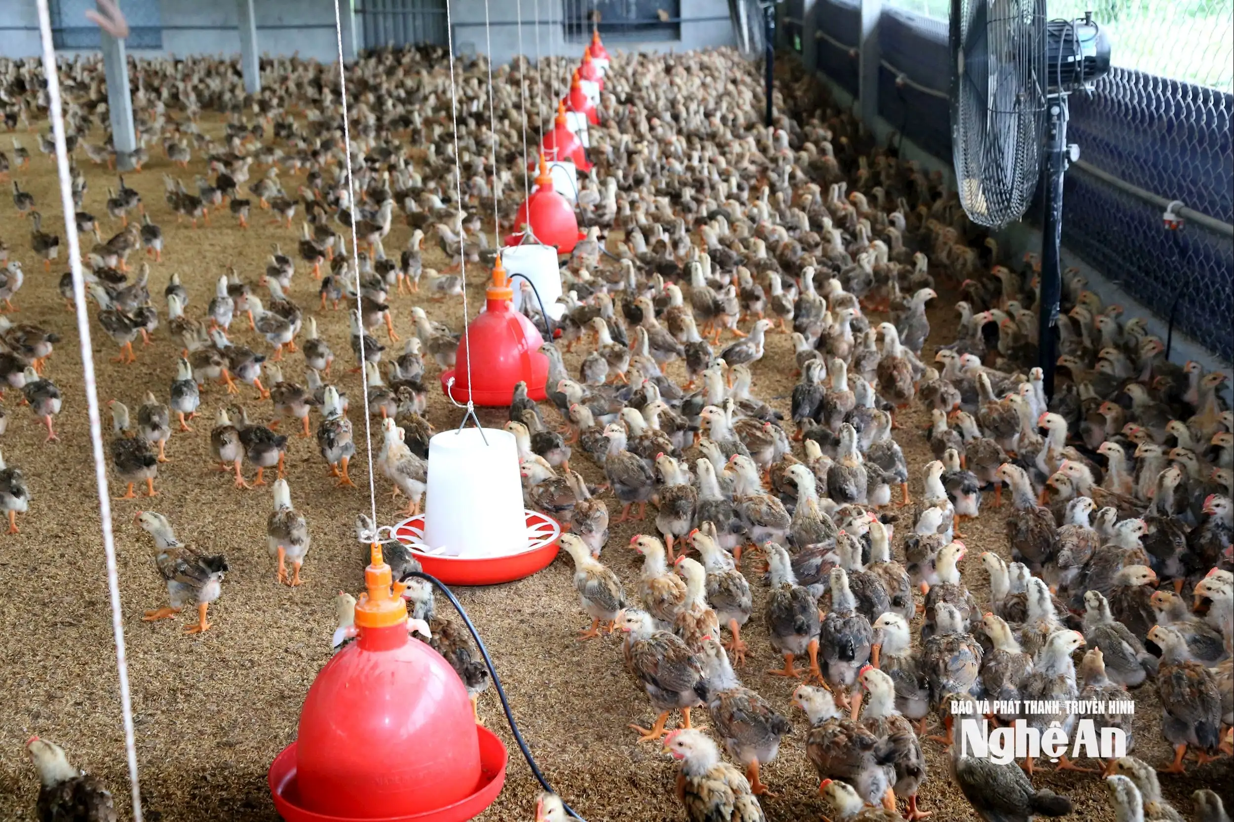 Chăn nuôi gà bằng đệm lót sinh học, mô hình kinh tế tuần hoàn trong xây dựng nông thôn mới ở xã Bình Minh