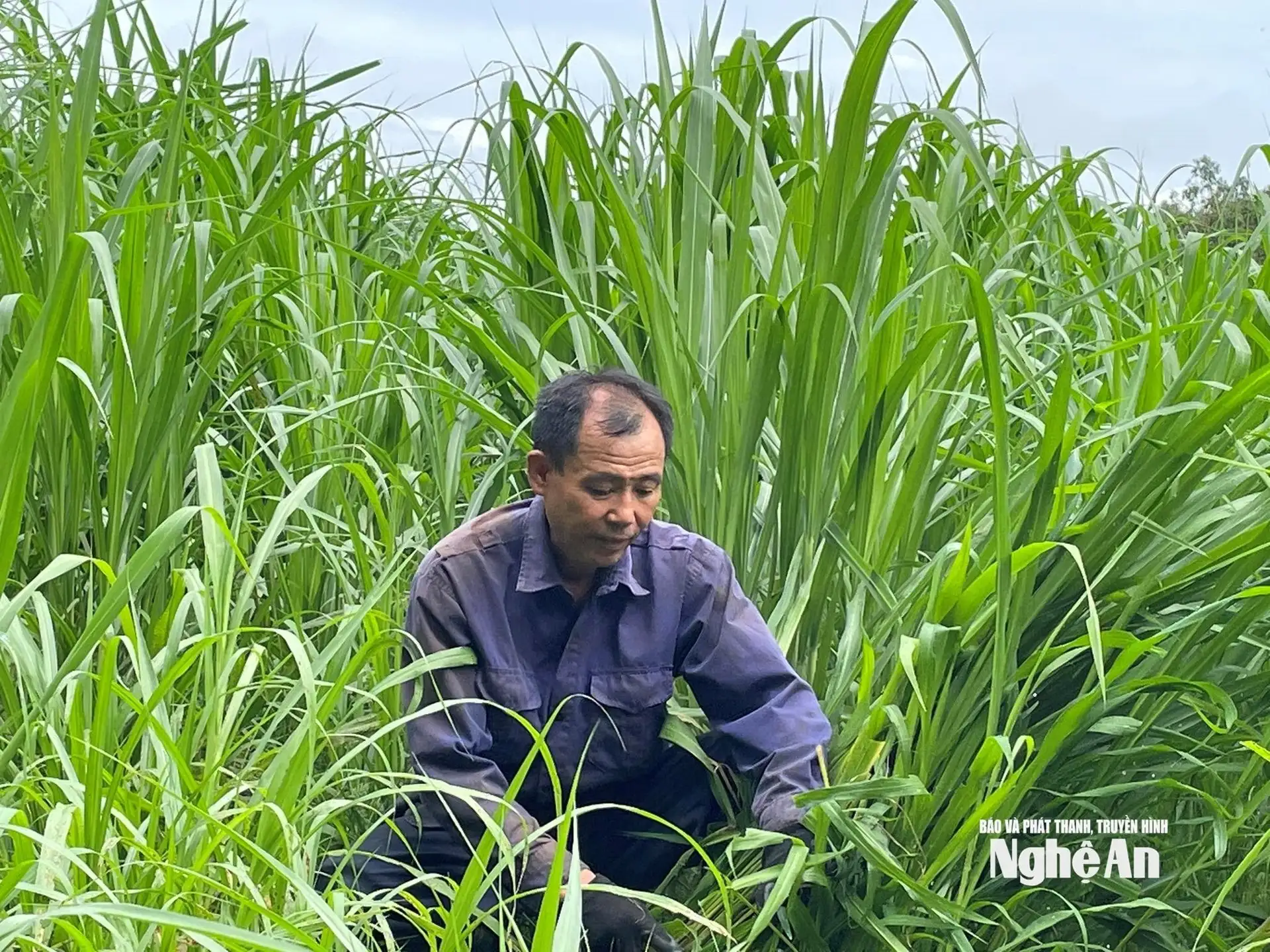 Con vật nhát như cáy này, nhai cỏ cả ngày, cho thứ đại bổ trên đầu, một ông nông dân Nghệ An bán mà giàu hẳn lên