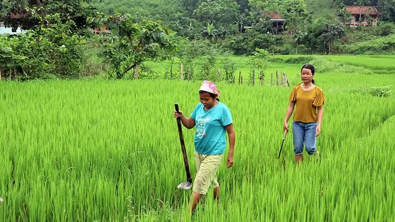Công tác giảm nghèo ở khu vực miền núi Nghệ An đạt thành tích ấn tượng