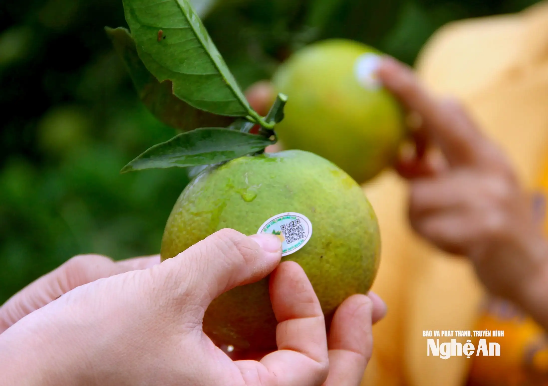 Đảm bảo vệ sinh an toàn thực phẩm, nâng cao chất lượng nông sản