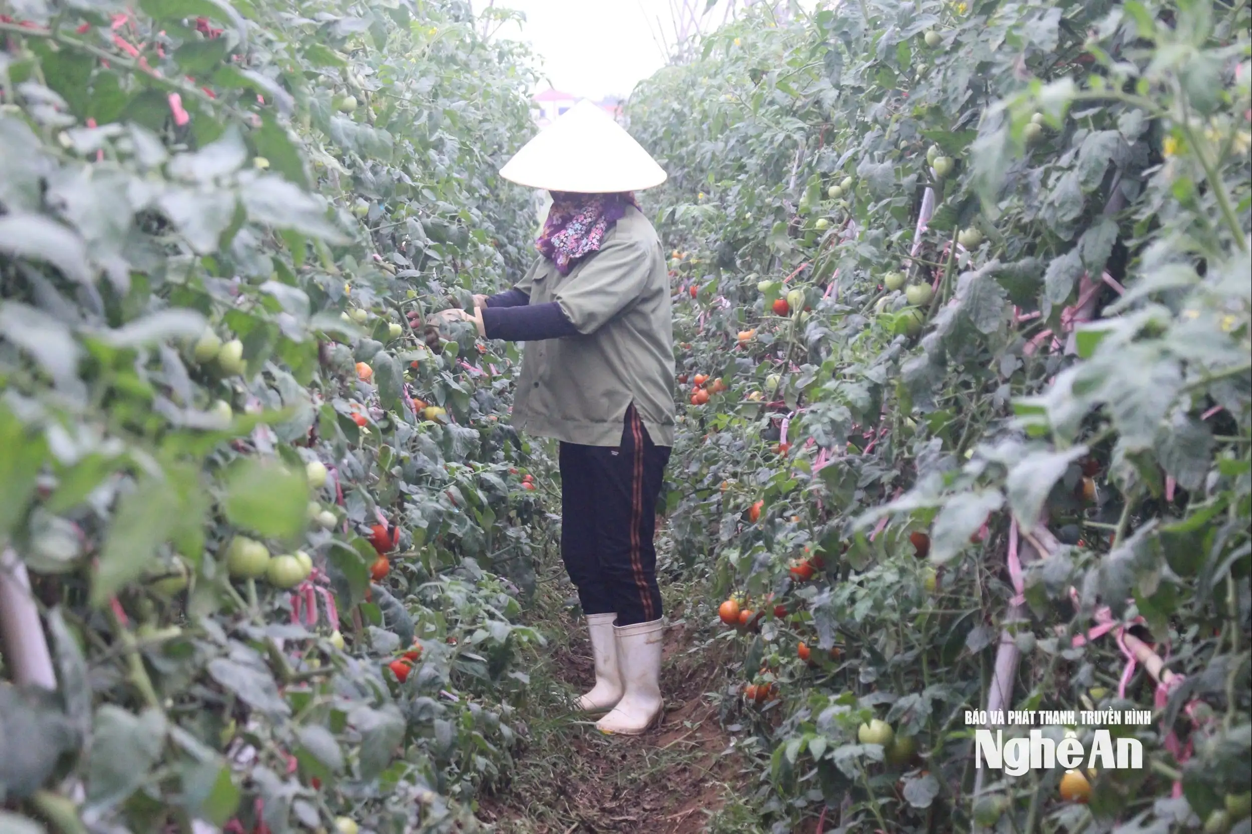 Đảm bảo vệ sinh an toàn thực phẩm, nâng cao chất lượng nông sản