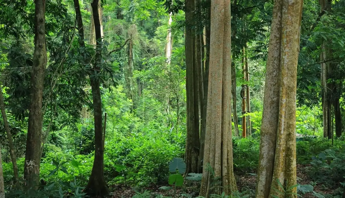 Đồng bào vùng cao Nghệ An ấm no hơn nhờ được giao đất giao rừng