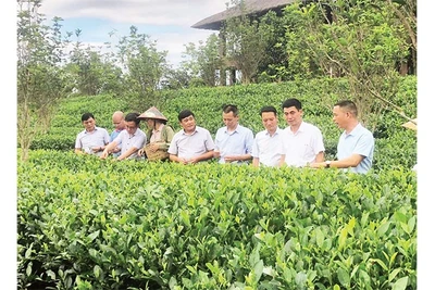 Du lịch nông thôn tạo động lực phát triển nông nghiệp bền vững