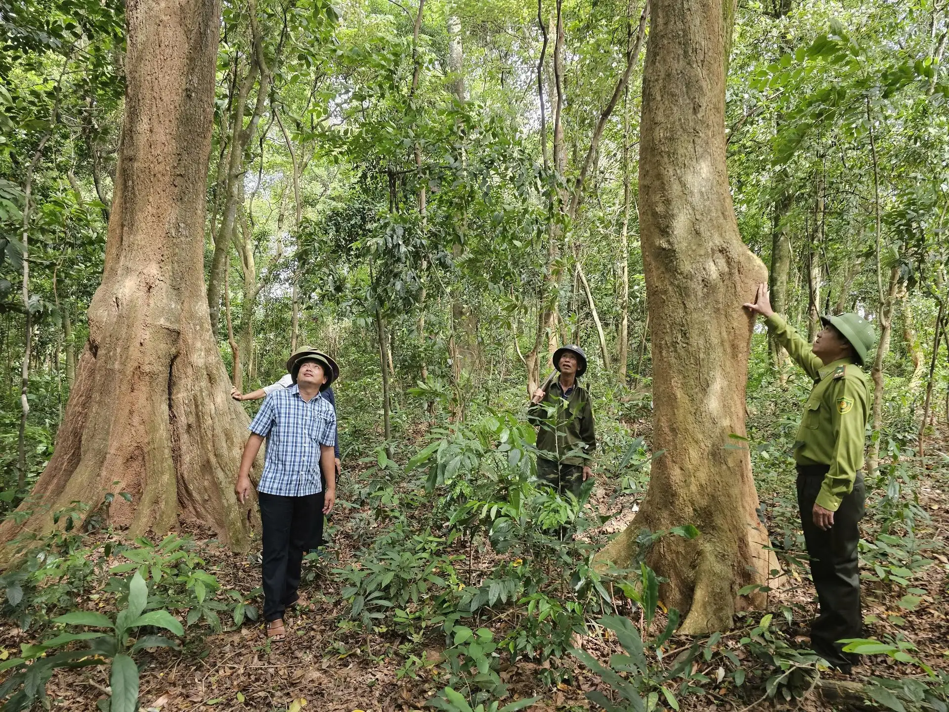 Giữ rừng để thoát nghèo bền vững