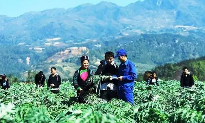 Hồi sinh tri thức thảo dược qua mô hình ‘làng dược liệu’ vùng cao